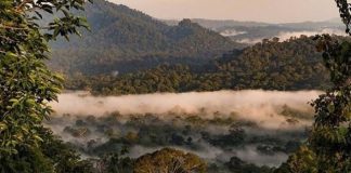 Lạc vào thung lũng Danum Malaysia, khám phá thiên nhiên hoang dã